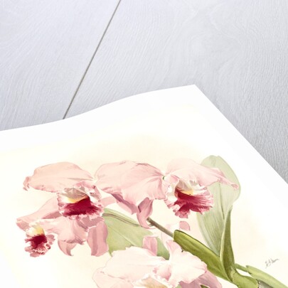 Cattleya labiata by F. Sander