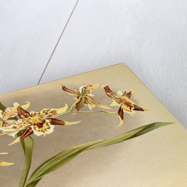 Odontoglossum Hallii xanthoglossum by F. Sander