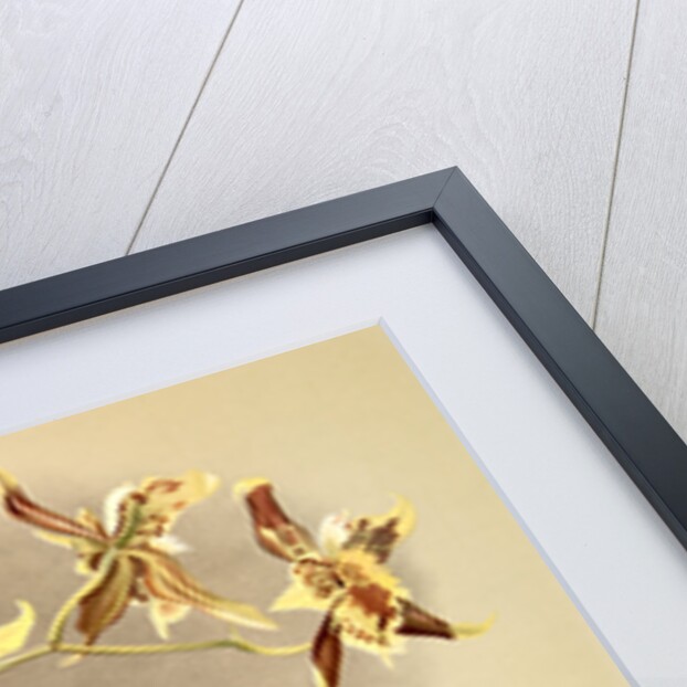 Odontoglossum Hallii xanthoglossum by F. Sander