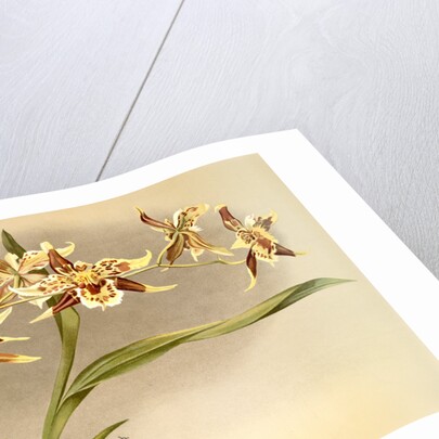 Odontoglossum Hallii xanthoglossum by F. Sander