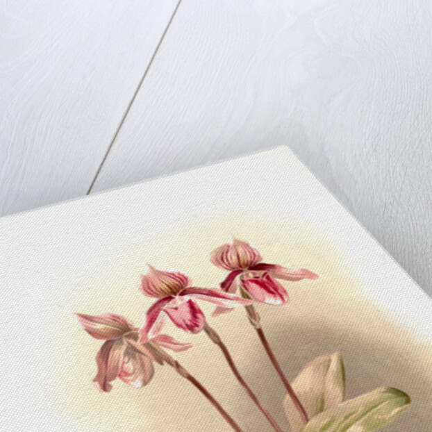 Cypripedium tautzianum by F. Sander