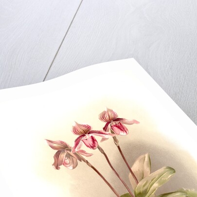 Cypripedium tautzianum by F. Sander