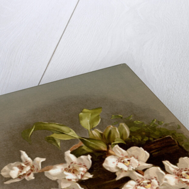 Odontoglossum cervantesii decorum by F. Sander