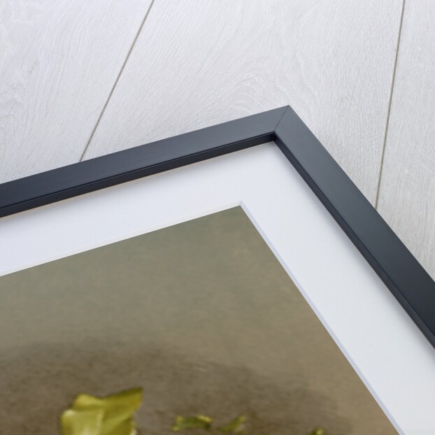 Odontoglossum cervantesii decorum by F. Sander