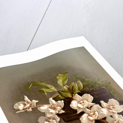 Odontoglossum cervantesii decorum by F. Sander