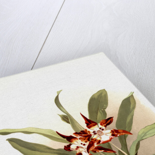 Zygopetalum burtii by F. Sander