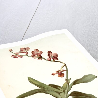 Vanda parishii var marriottiana by F. Sander