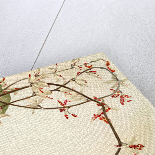 Renanthera lowii by F. Sander