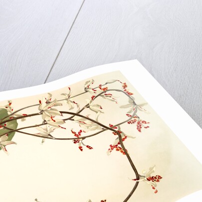 Renanthera lowii by F. Sander