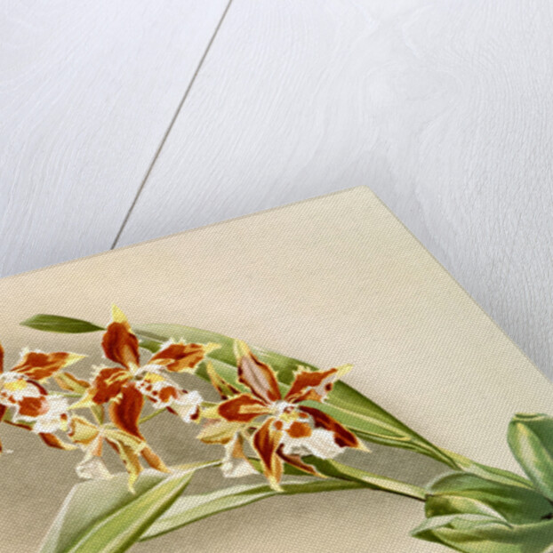 Odontoglossum luteo-purpureum by F. Sander