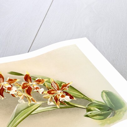 Odontoglossum luteo-purpureum by F. Sander