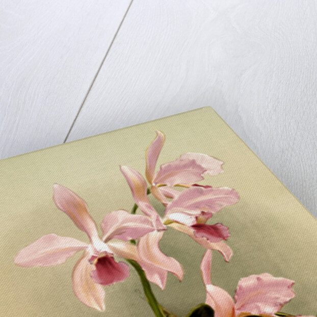 Cattleya victoria regina by F. Sander