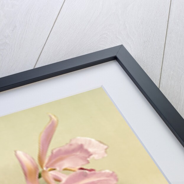 Cattleya victoria regina by F. Sander