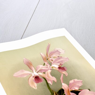 Cattleya victoria regina by F. Sander