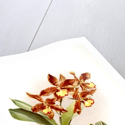 Odontoglossum insleayi splendens by F. Sander