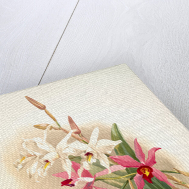 Laelia anceps Stella &amp; Barkeriana by F. Sander