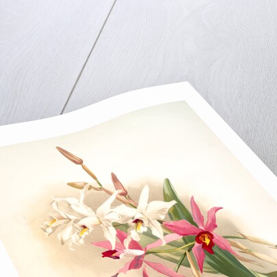 Laelia anceps Stella &amp; Barkeriana by F. Sander