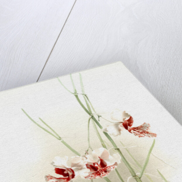 Vanda hookeriana by F. Sander