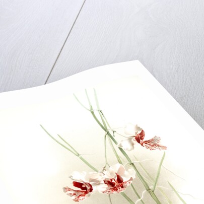 Vanda hookeriana by F. Sander