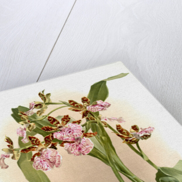 Zycopetalum intermedium by F. Sander