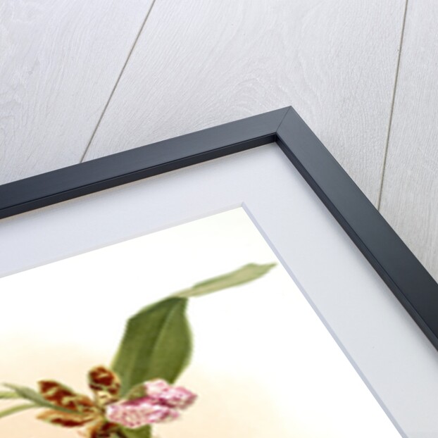 Zycopetalum intermedium by F. Sander