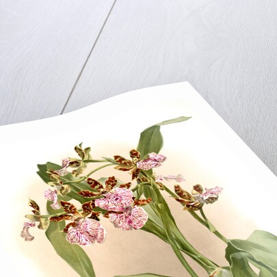 Zycopetalum intermedium by F. Sander