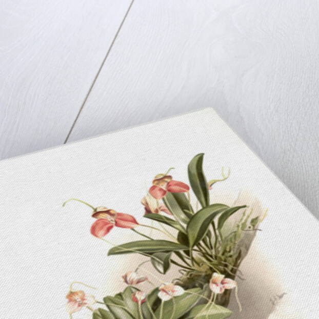 Masdevallia shuttleworthii and M. xanthocorys by F. Sander