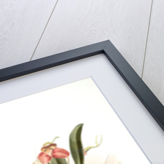 Masdevallia shuttleworthii and M. xanthocorys by F. Sander