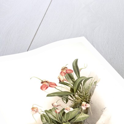 Masdevallia shuttleworthii and M. xanthocorys by F. Sander