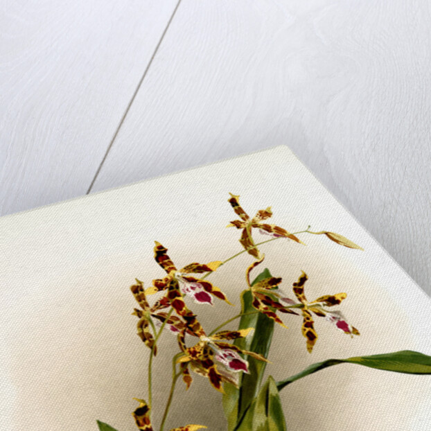 Odontoglossum wattianum by F. Sander