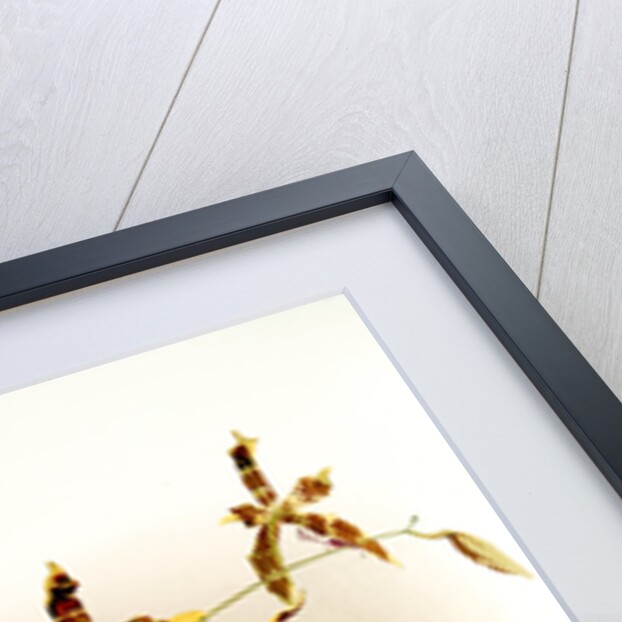 Odontoglossum wattianum by F. Sander