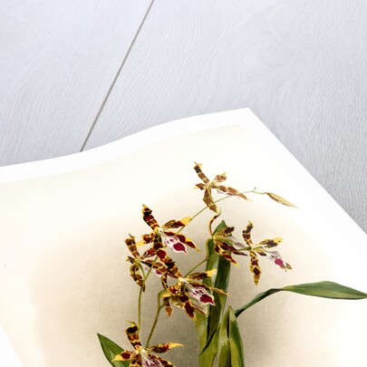 Odontoglossum wattianum by F. Sander