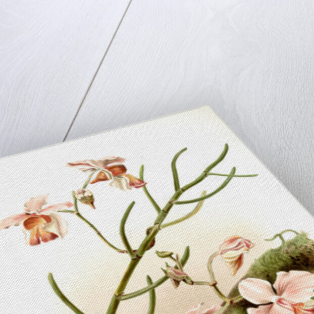 Vanda teres by F. Sander