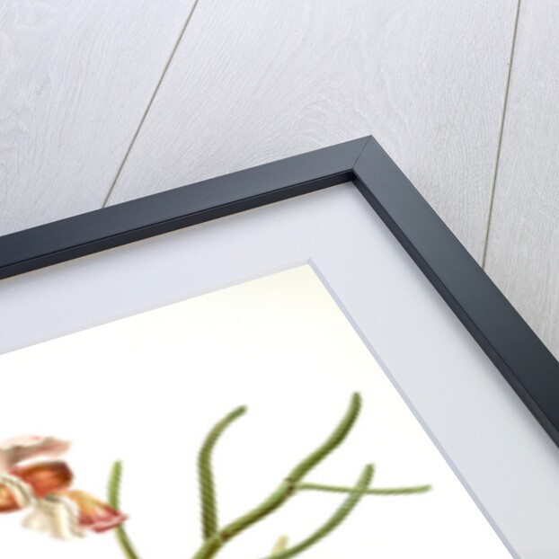 Vanda teres by F. Sander