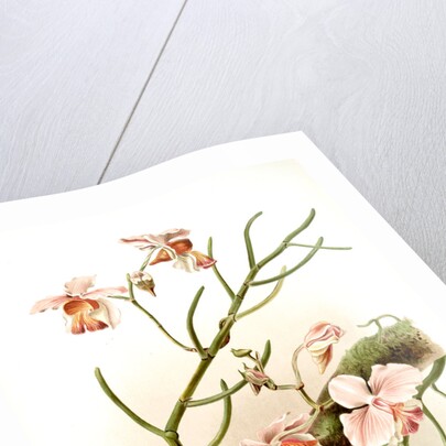 Vanda teres by F. Sander