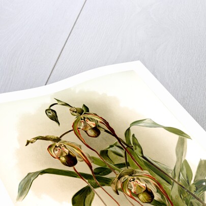 Selenipedium hybridum nitidissimum by F. Sander