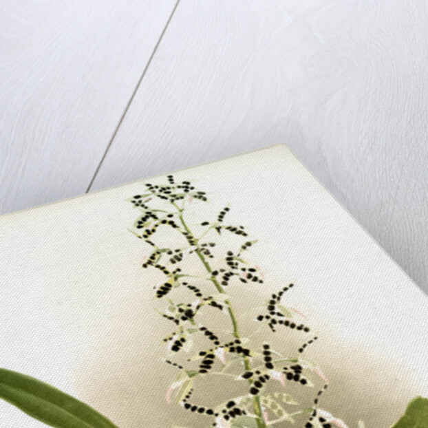 Epidendrum prismatocarpum by F. Sander