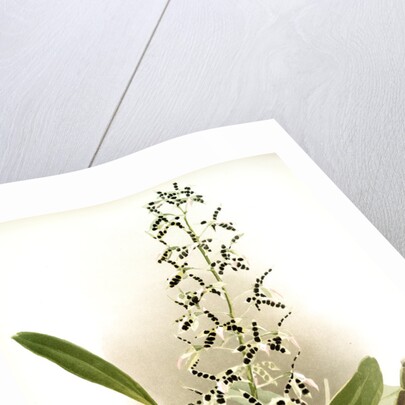 Epidendrum prismatocarpum by F. Sander