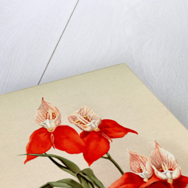 Disa grandiflora by F. Sander