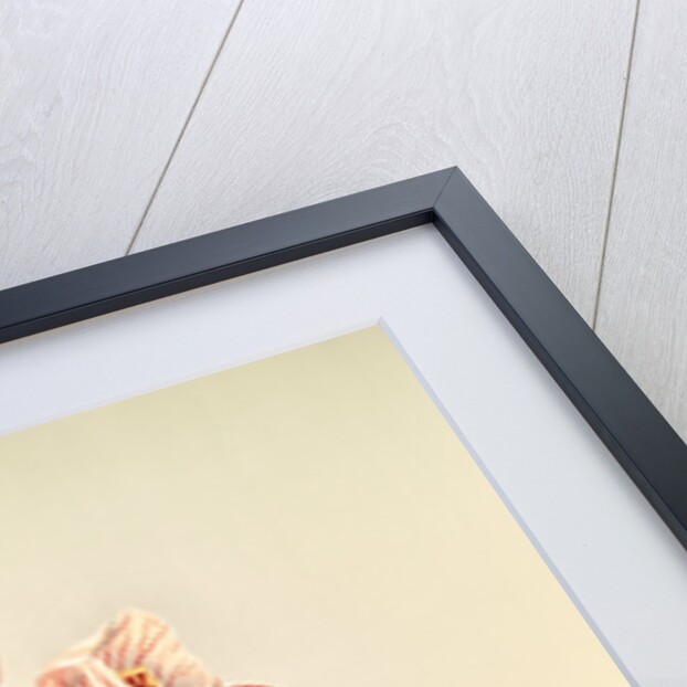 Disa grandiflora by F. Sander