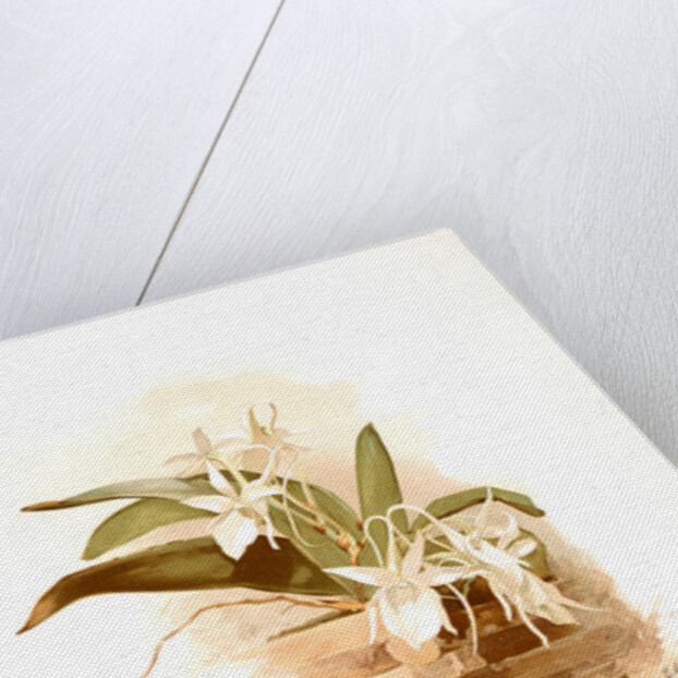 Angraecum humblotii by F. Sander