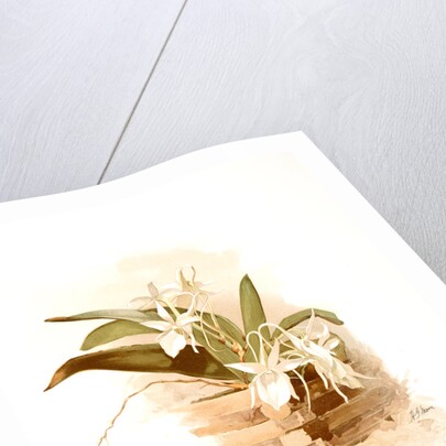 Angraecum humblotii by F. Sander