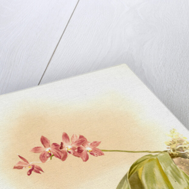 Phalaenopsis speciosa by F. Sander