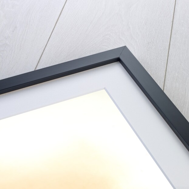 Phalaenopsis speciosa by F. Sander