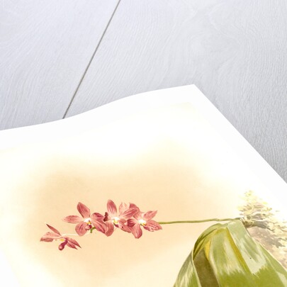 Phalaenopsis speciosa by F. Sander