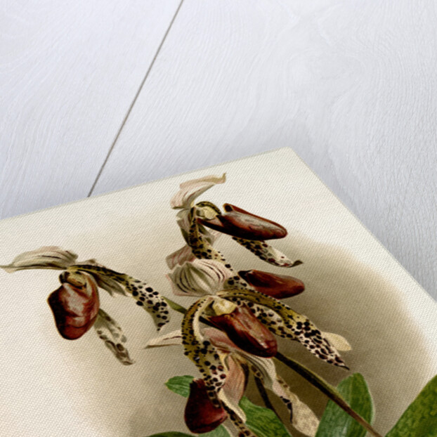 Cypripedium morganiae burfordiense by F. Sander