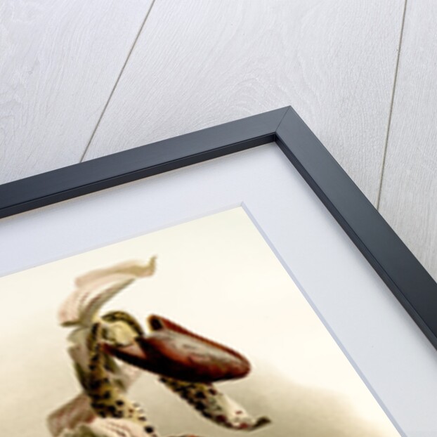 Cypripedium morganiae burfordiense by F. Sander