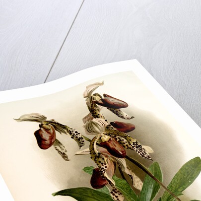 Cypripedium morganiae burfordiense by F. Sander