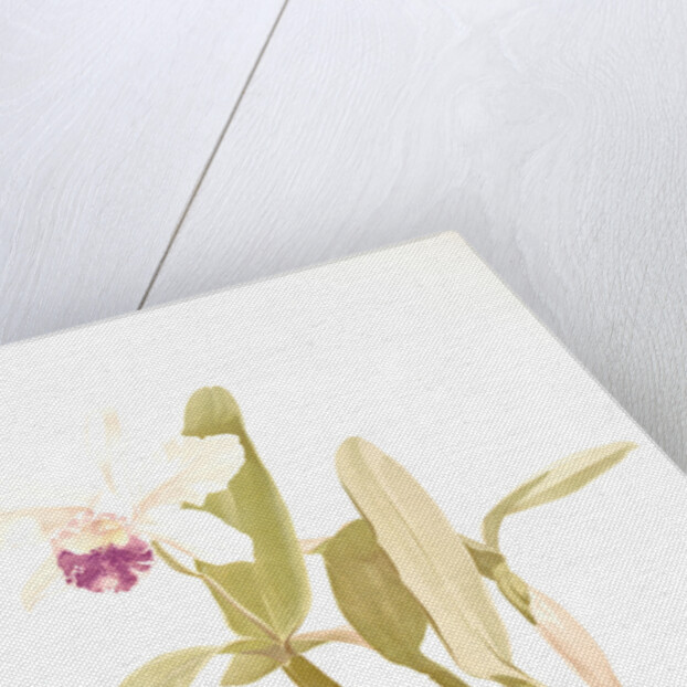 Cattleya (hybrida) parthenia by F. Sander