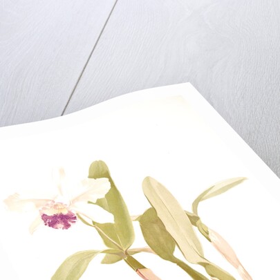 Cattleya (hybrida) parthenia by F. Sander